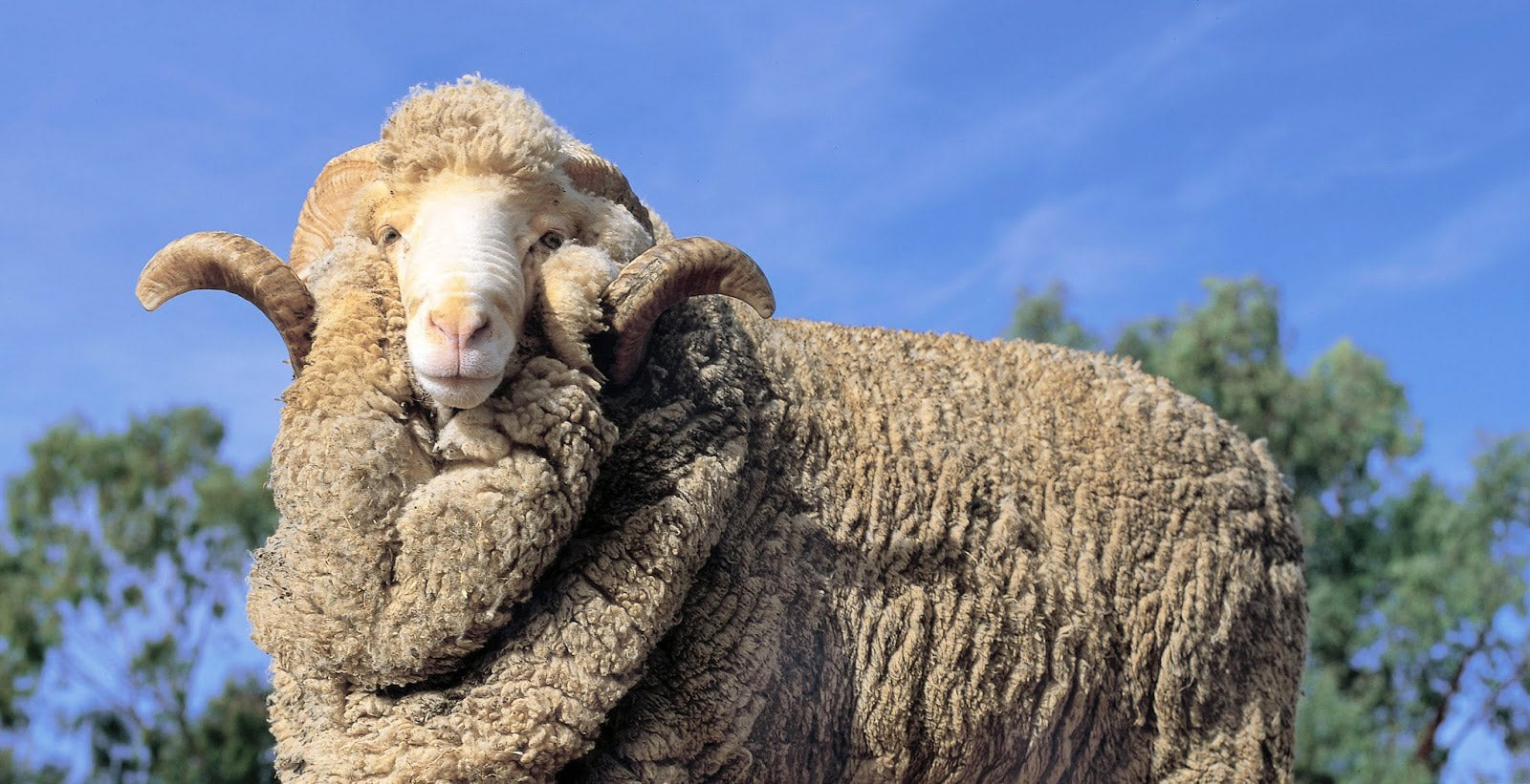 La lana merino, la lana mejor – Yuccs España